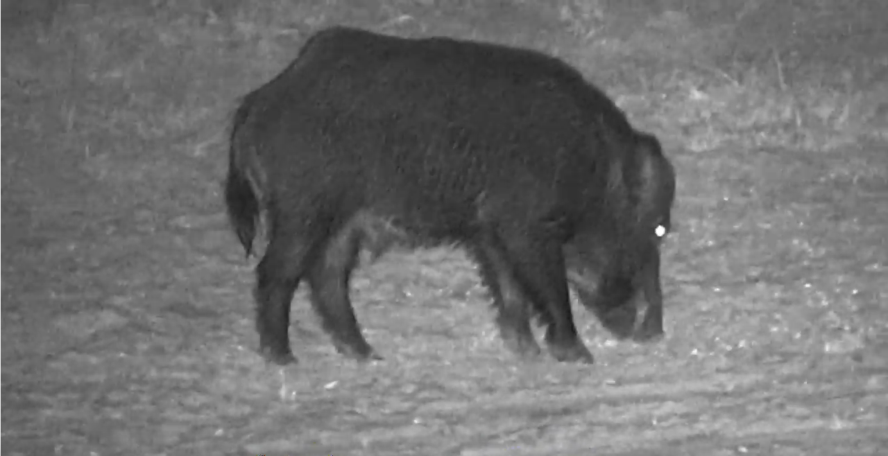 HD WIFI Digital Infrared Night Vision Hunting Monocular Outdoor Telescope With DVR!-SPYMODS