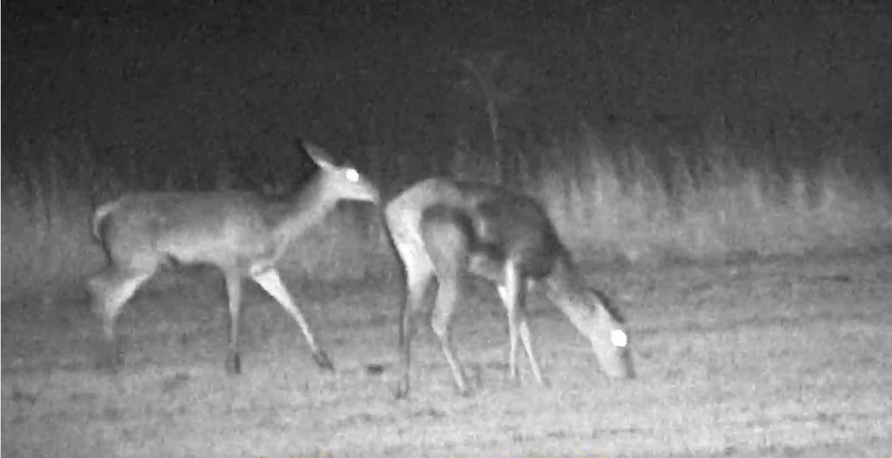 HD WIFI Digital Infrared Night Vision Hunting Monocular Outdoor Telescope With DVR!-SPYMODS